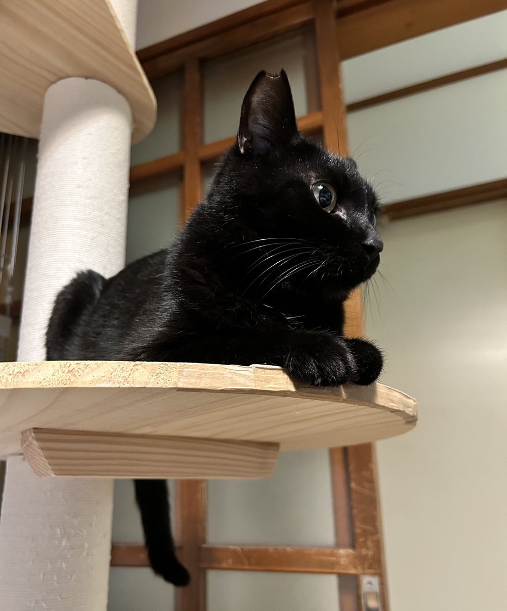レンフリード 赤城 くろねこ」のYahoo!リアルタイム検索 - X（旧Twitter）をリアルタイム検索