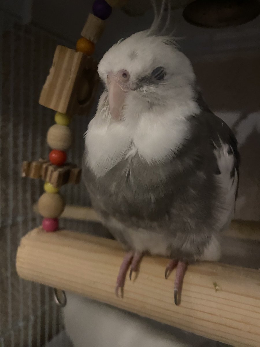 今日は何の日？かき揚げの日って知ってる？