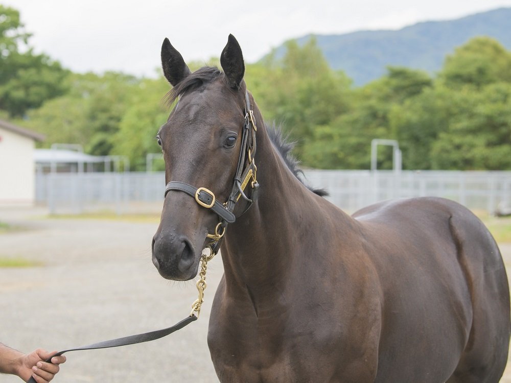 競馬ファン歓喜！出走確定の馬たちへ応援の声