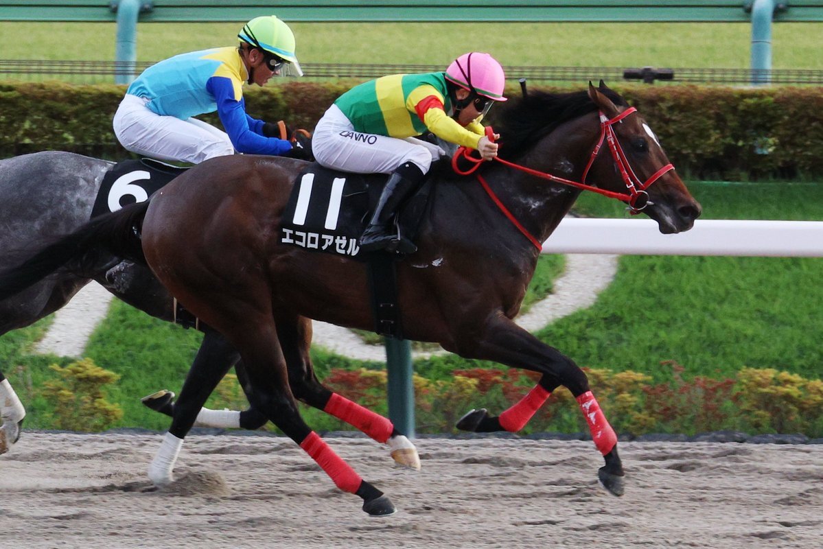エコロアゼル、秋嶺ステークス制覇！