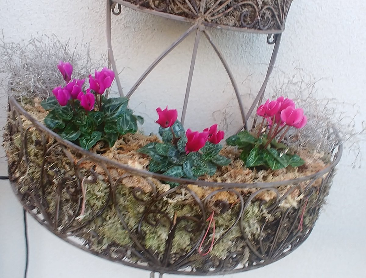 シクラメン」のYahoo!リアルタイム検索 - X（旧Twitter）を