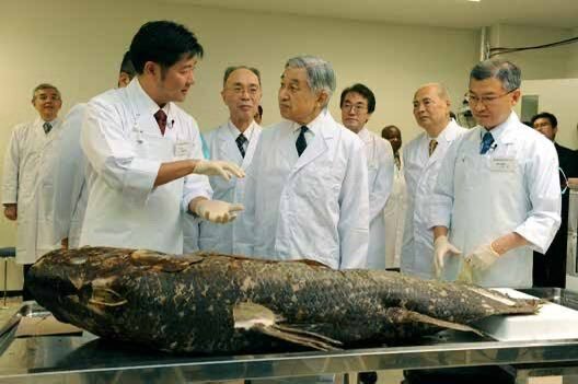 シーラカンスの日：生きた化石の発見から学ぶこと