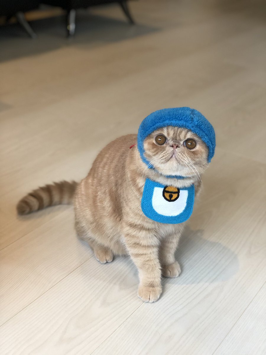 Cosplaycat のtwitter検索結果 Yahoo リアルタイム検索