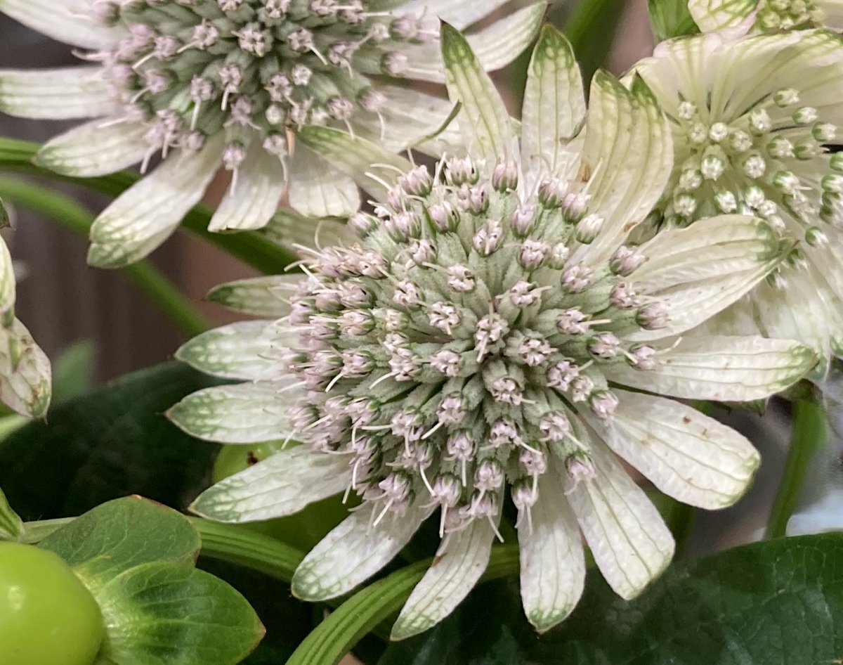 12月18日はナボナの日！森のたまごの日も！SNSで記念日話題に