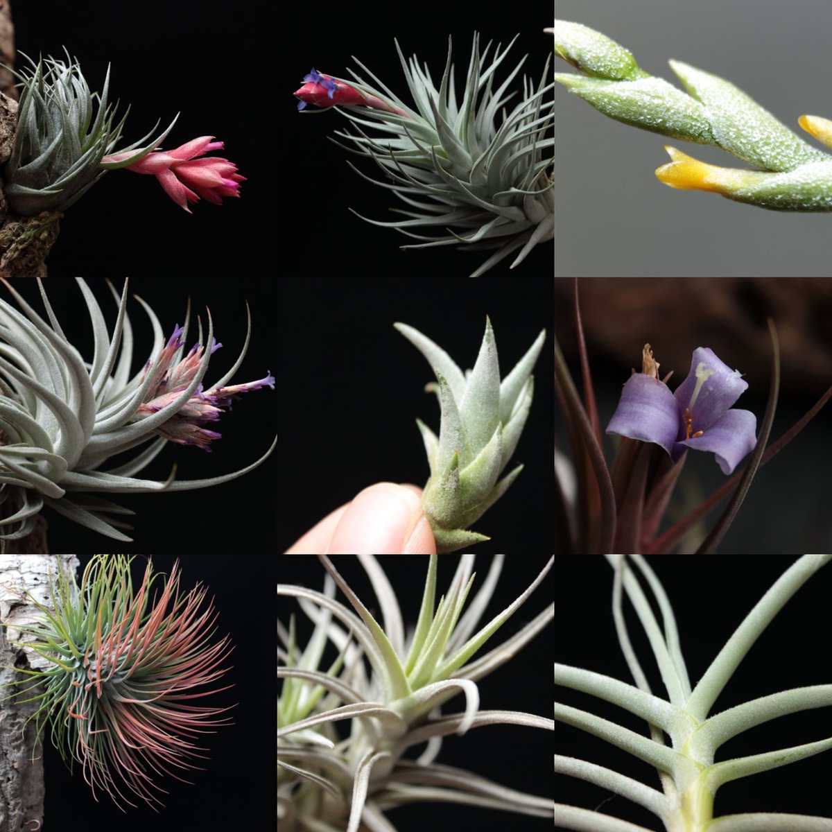 エアープランツ のtwitter検索結果 Yahoo リアルタイム検索