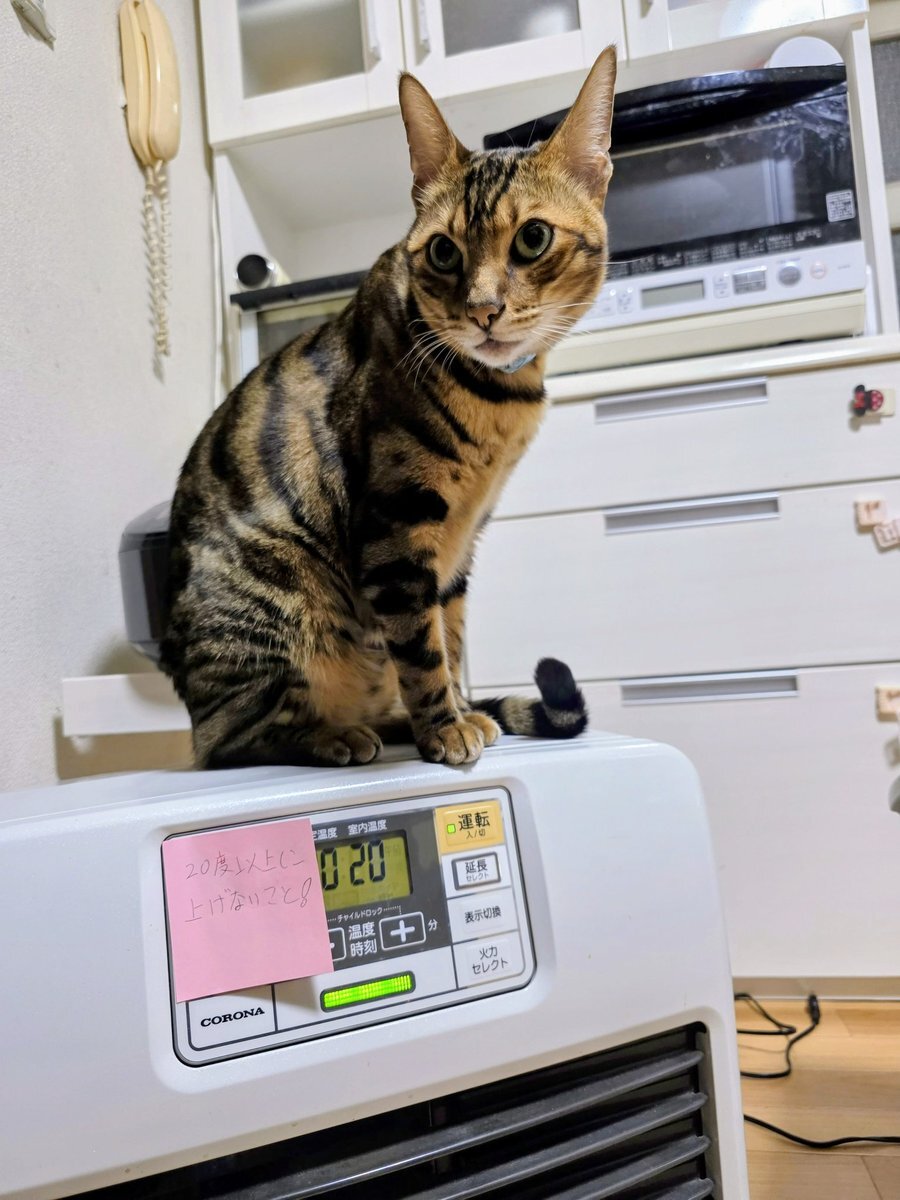 久保史緒里卒業コンサートで「設定温度」披露、ファン感動