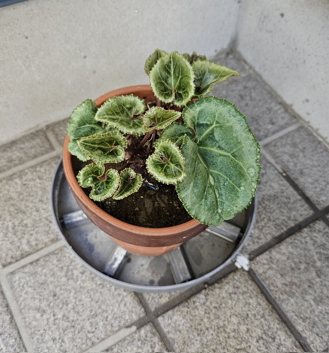 ❣️シクラメンです。２点おまとめ ❣️シクラメンです。2点おまとめ シクラメン (@shikura_x) / X