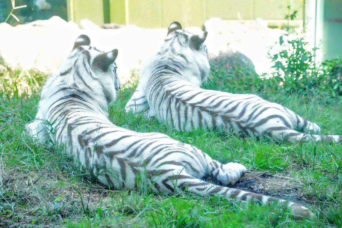 はたな様 E50 ネクスト・フロンティア(Z/X ゼクス - エクストラパック) 価格相場