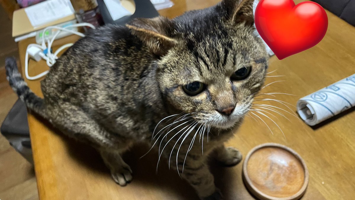 様々なことにワクワクする投稿者