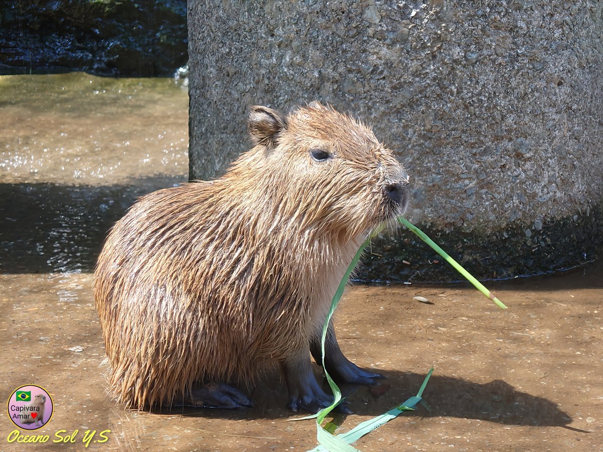 カピバラ子　0728ー0801 Amazon.co.jp: アニア AP-06 カピバラ親子 : おもちゃ