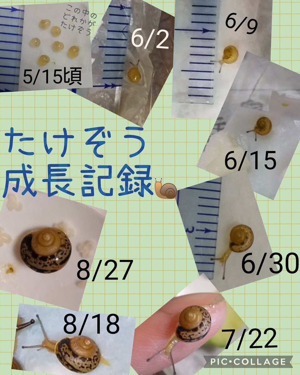 カタツムリ」のYahoo!リアルタイム検索 - X（旧Twitter）を