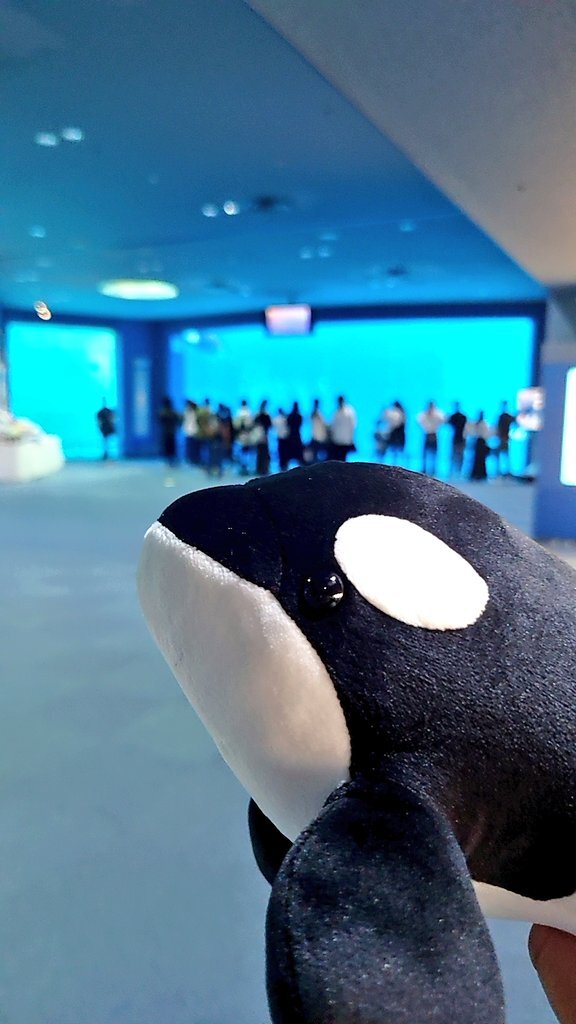 名古屋港水族館 アース くじ ぬいぐるみ 特賞 Amazon.co.jp: 名古屋港水族館 限定 シャチ 巨大 ぬいぐるみ