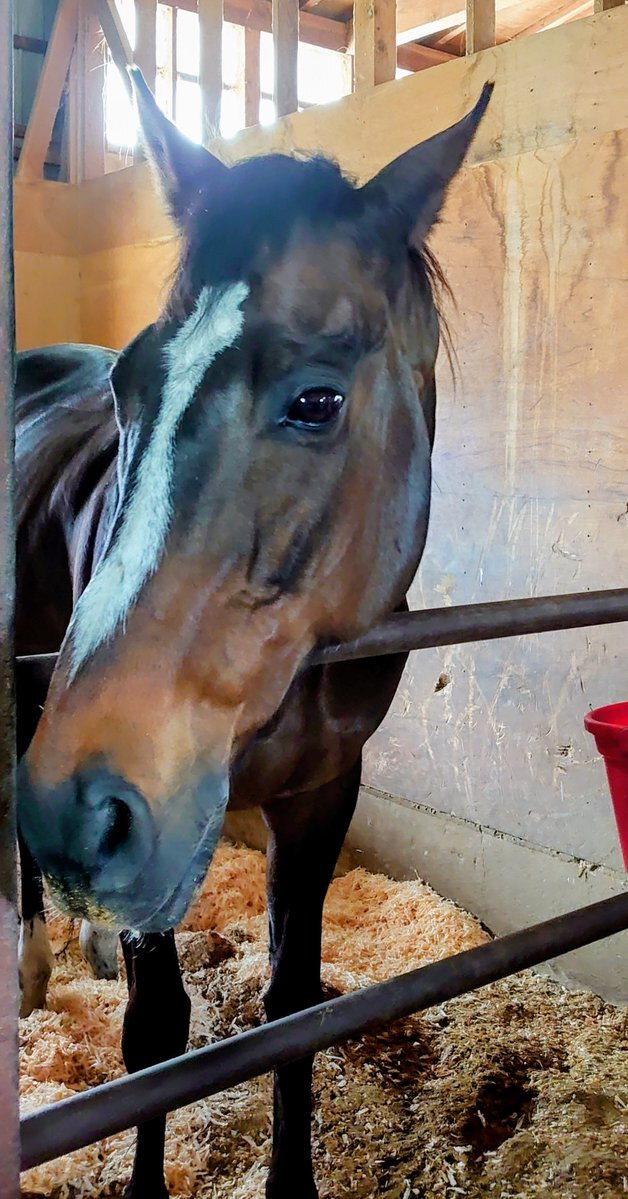 ダブルハートボンドがJRAダート1800mレコードを更新！