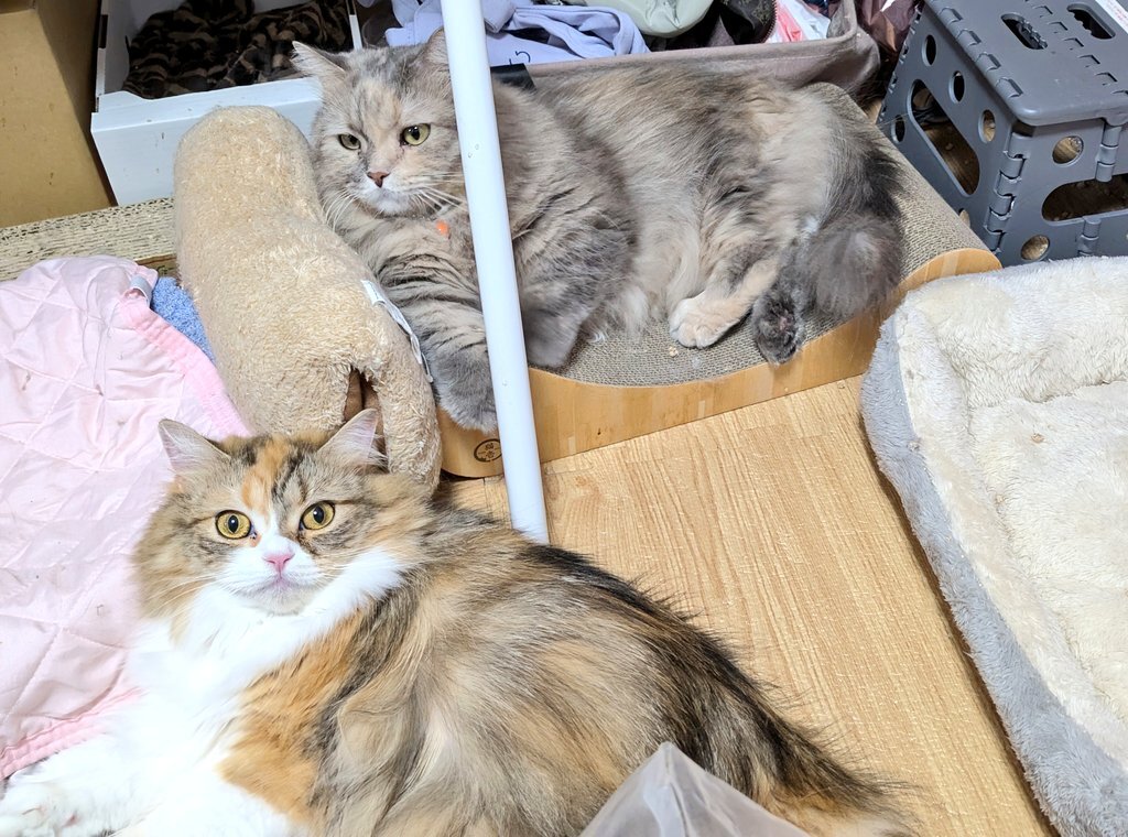 ゆず様確認ページ ゆず」のYahoo!リアルタイム検索 - X（旧Twitter）を