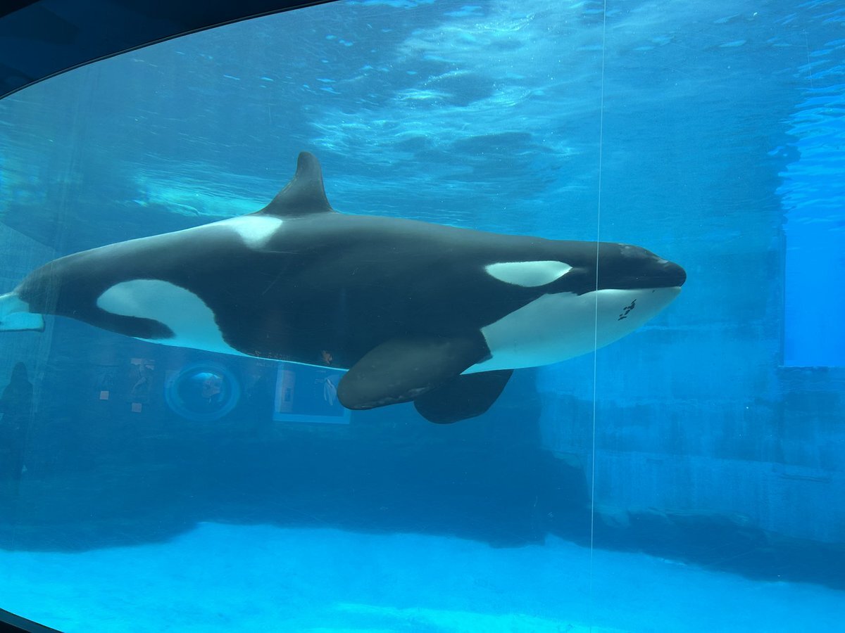 名古屋港水族館 ステラ」のYahoo!リアルタイム検索 - X（旧Twitter）を