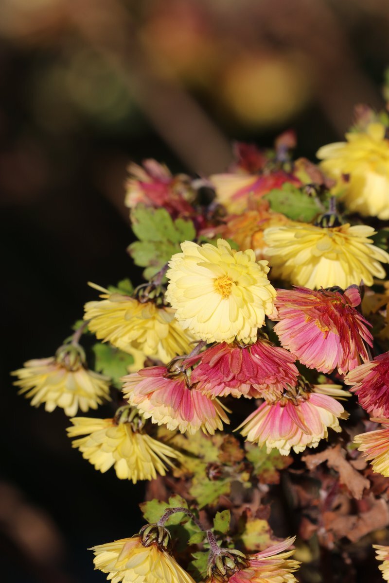青森県で地震発生 津波警報発令後注意報に