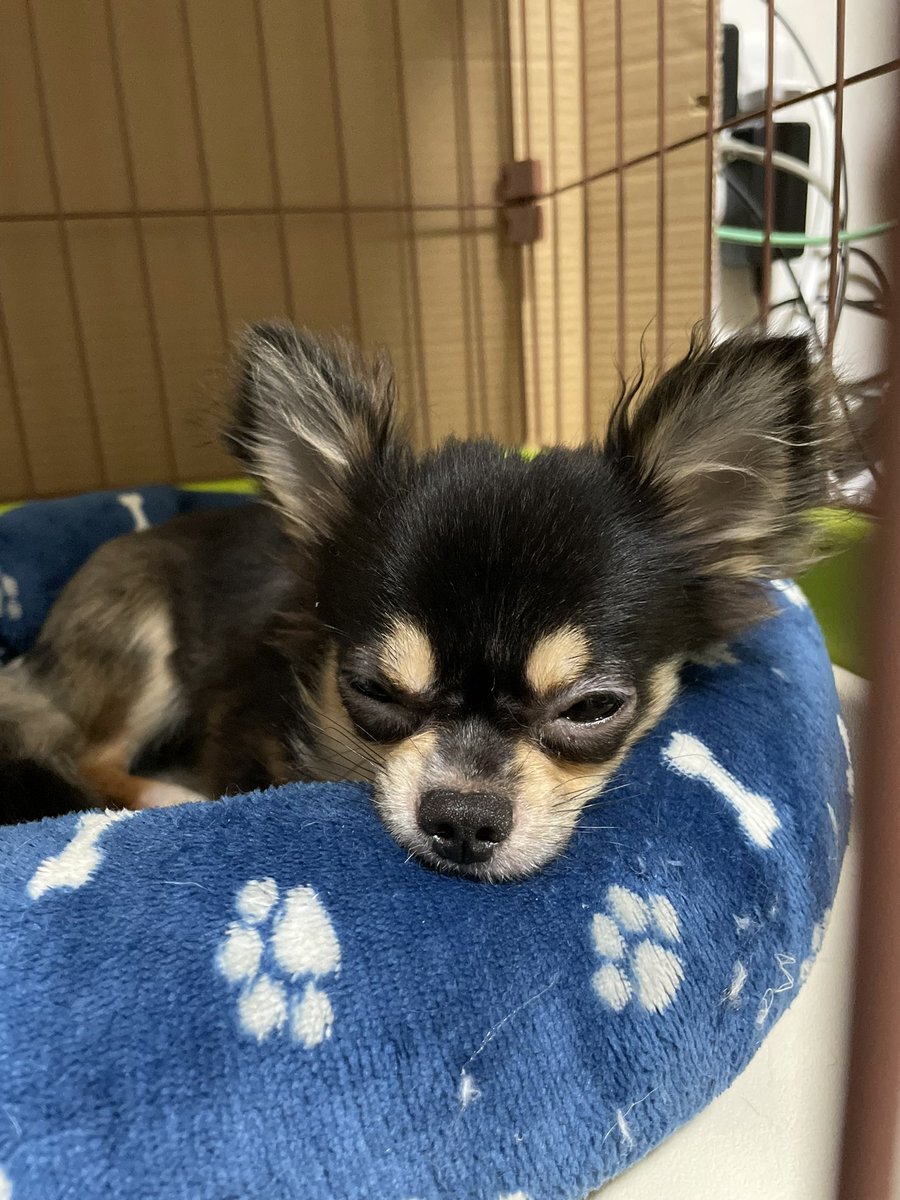 いやし犬 のtwitter検索結果 Yahoo リアルタイム検索