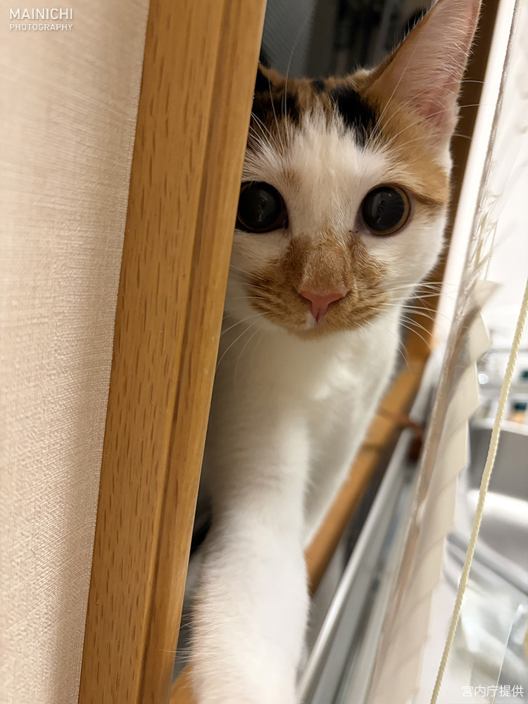 天皇ご一家、愛子さま撮影の保護猫「美海」写真公開