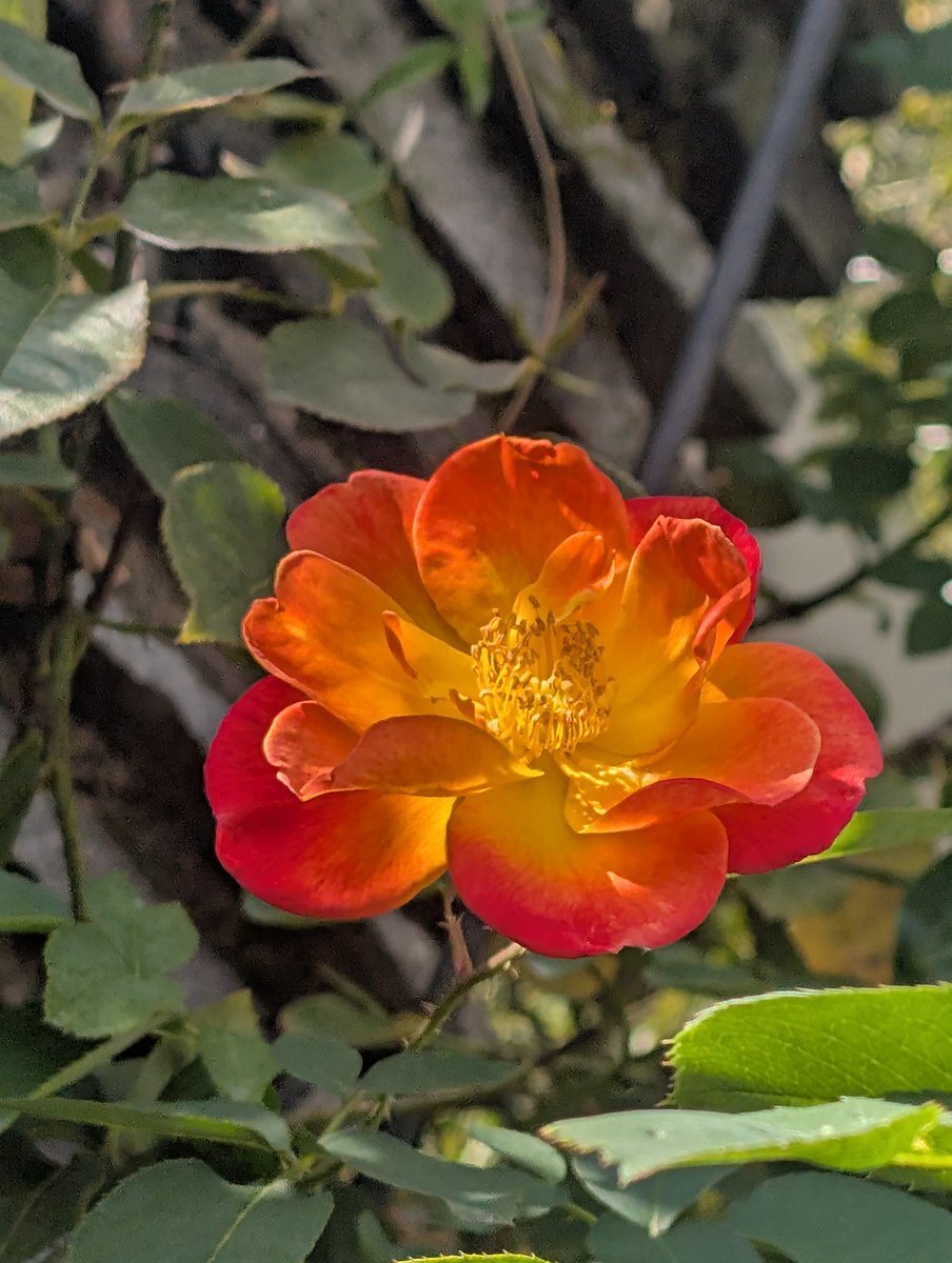 舘様、ピザーラCMでどんな魅力を発揮？