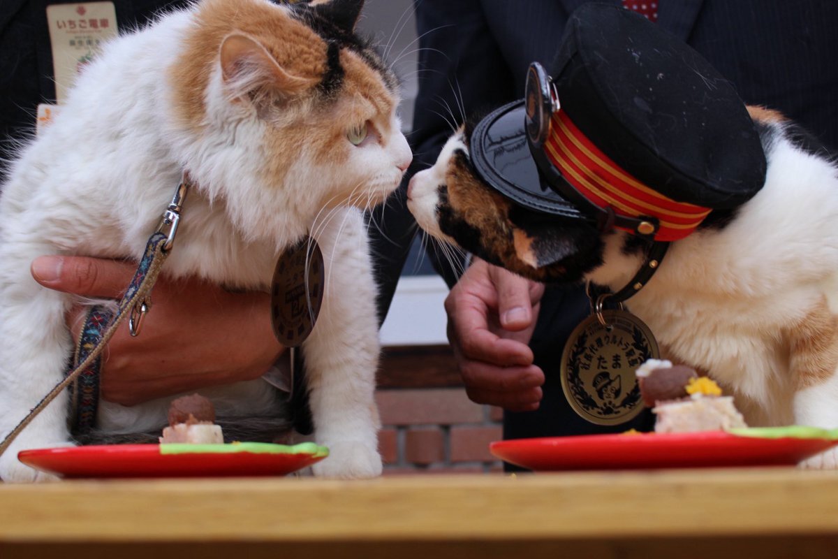 和歌山電鉄の猫駅長「ニタマ」逝去にファン悲しむ
