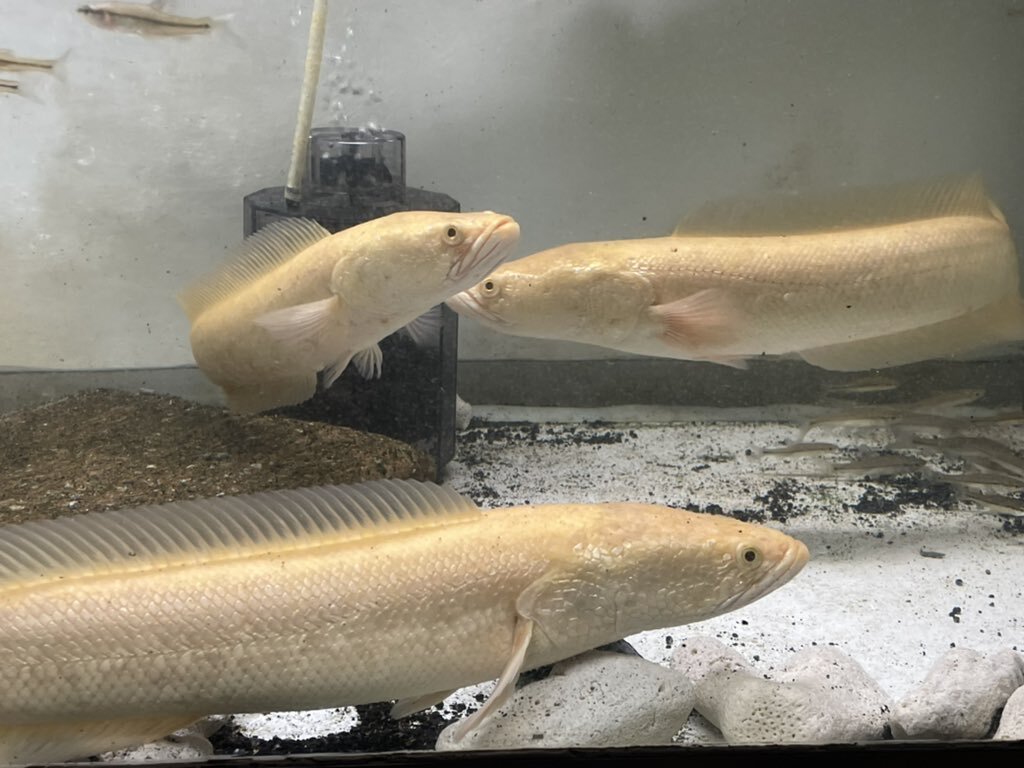 特定外来生物 のtwitter検索結果 Yahoo リアルタイム検索