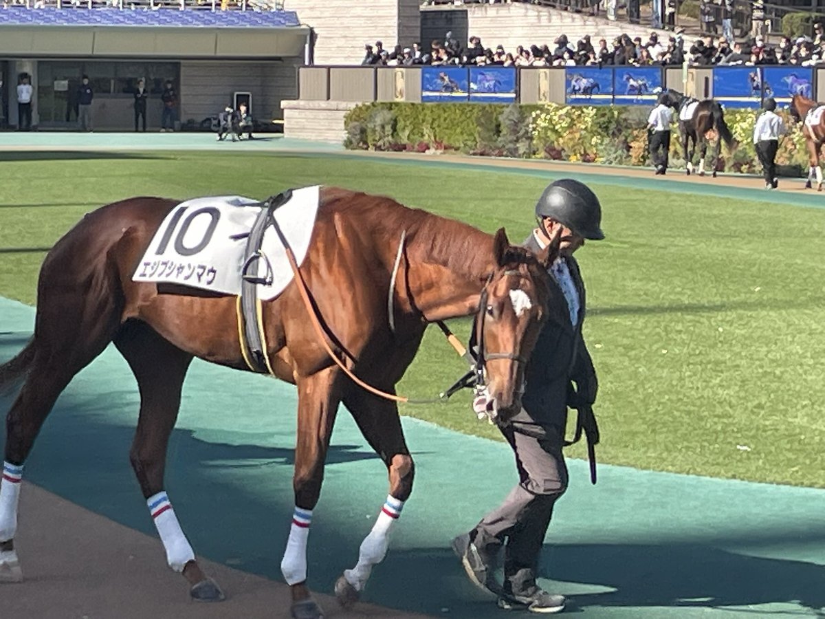 エジプシャンマウ、デビュー戦で逃げ切り勝利！ 