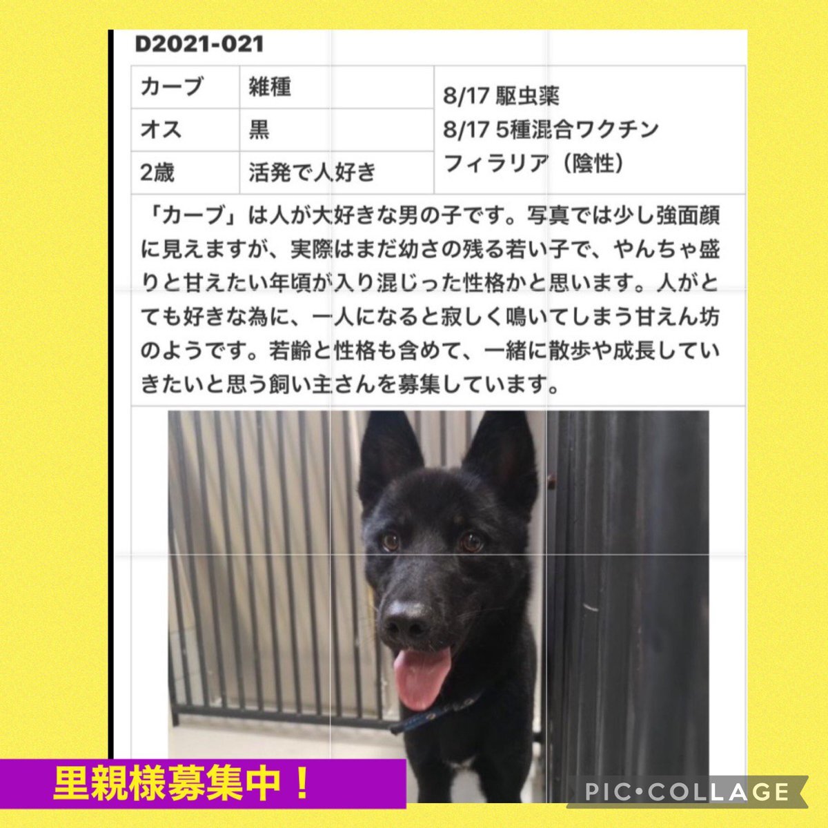 里親募集中 のtwitter検索結果 Yahoo リアルタイム検索