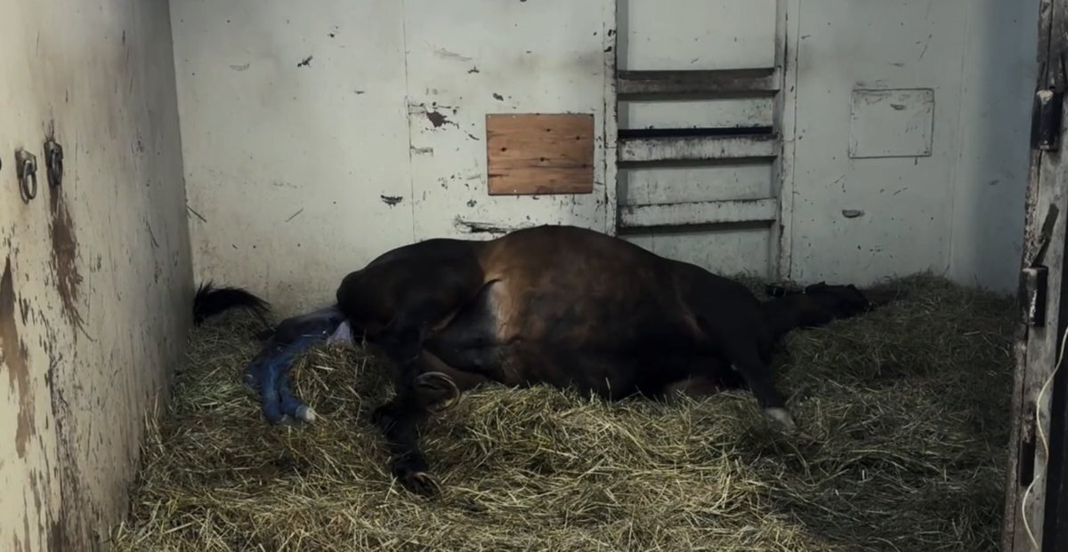 「ロイヤルファミリー」馬の出産シーンに感動の声！リアルな映像に驚き