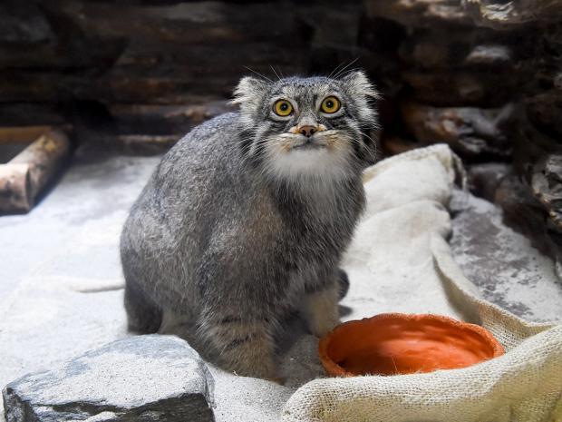 野毛山動物園にマヌルネコがやって来た！