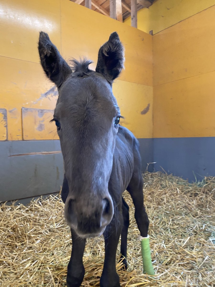 「ちょんまげ、ドラマで人気者！その魅力とは？」