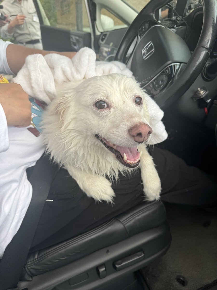 福岡で雷に怯えた犬、無事保護された？