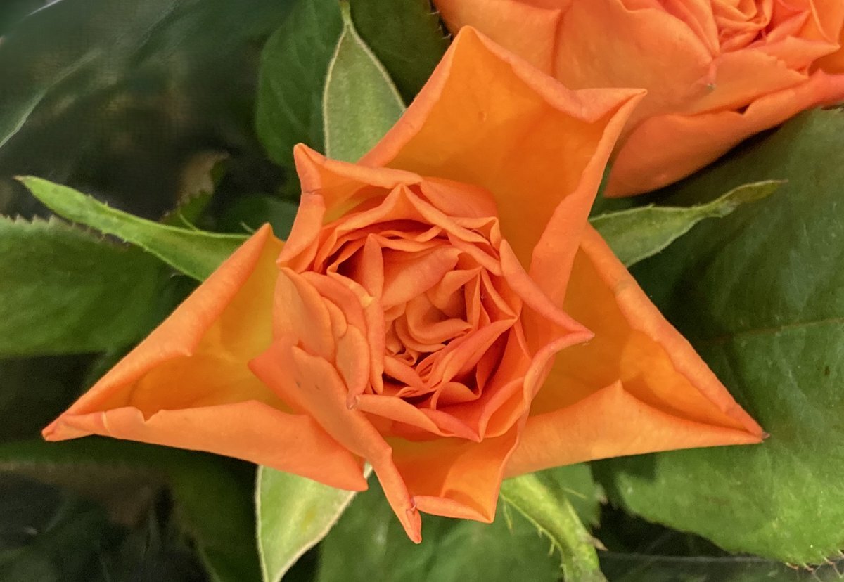 紅茶の日ってどんな日？