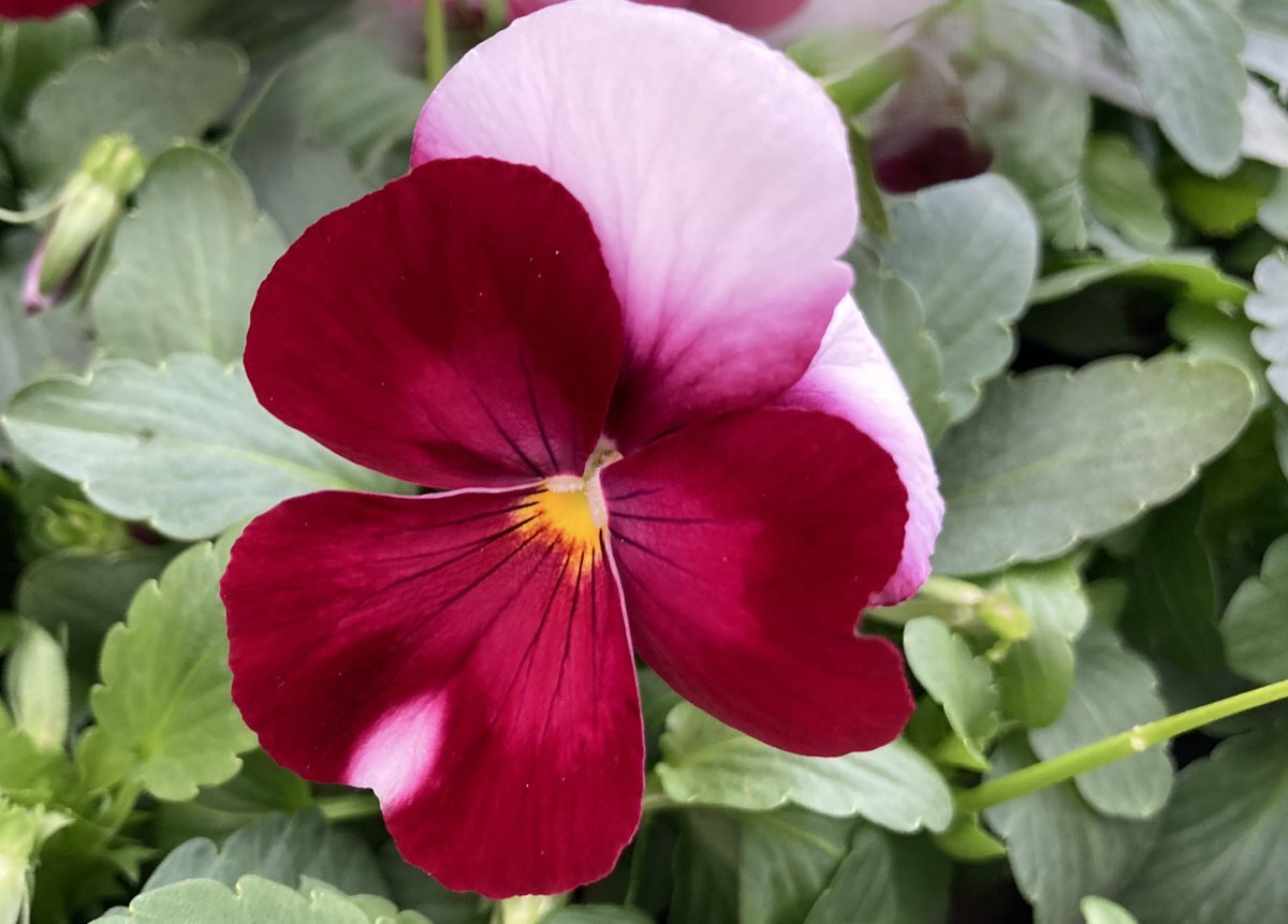 ボジョレーヌーヴォー解禁！SNSで話題に