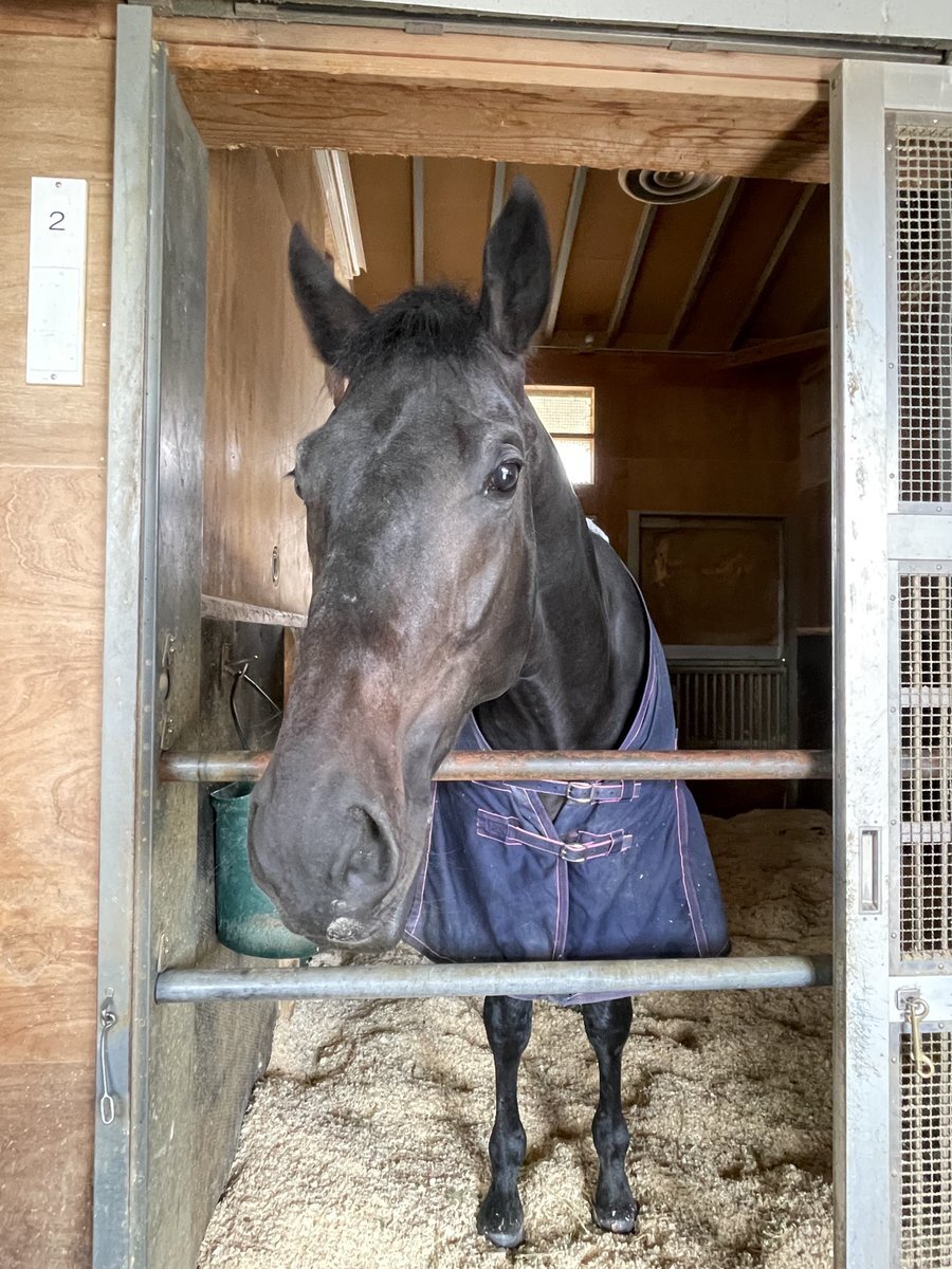 ロブチェン、新馬戦で圧勝