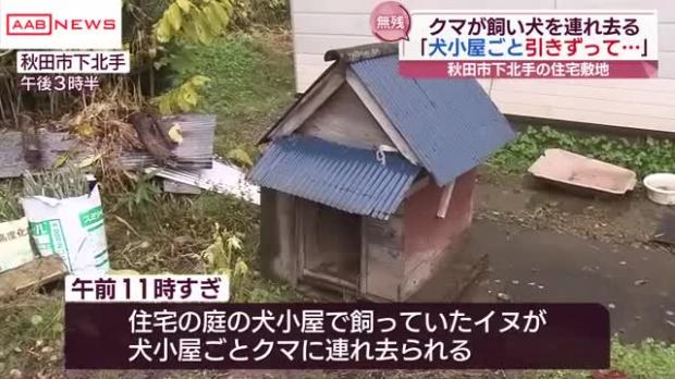 秋田県でクマが柴犬を連れ去る事件相次ぐ