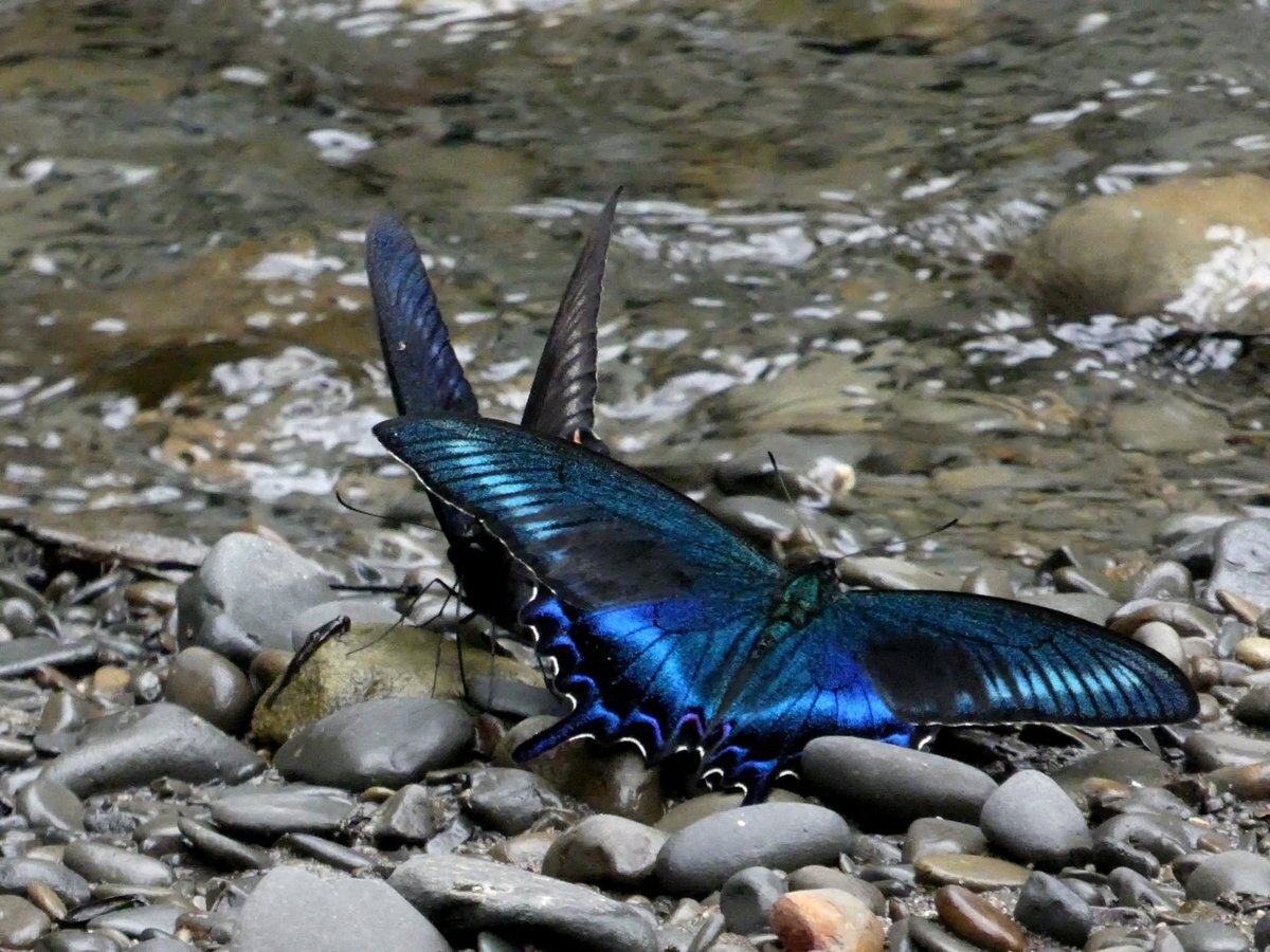 中国の旧敵国条項発言に日本国内で議論