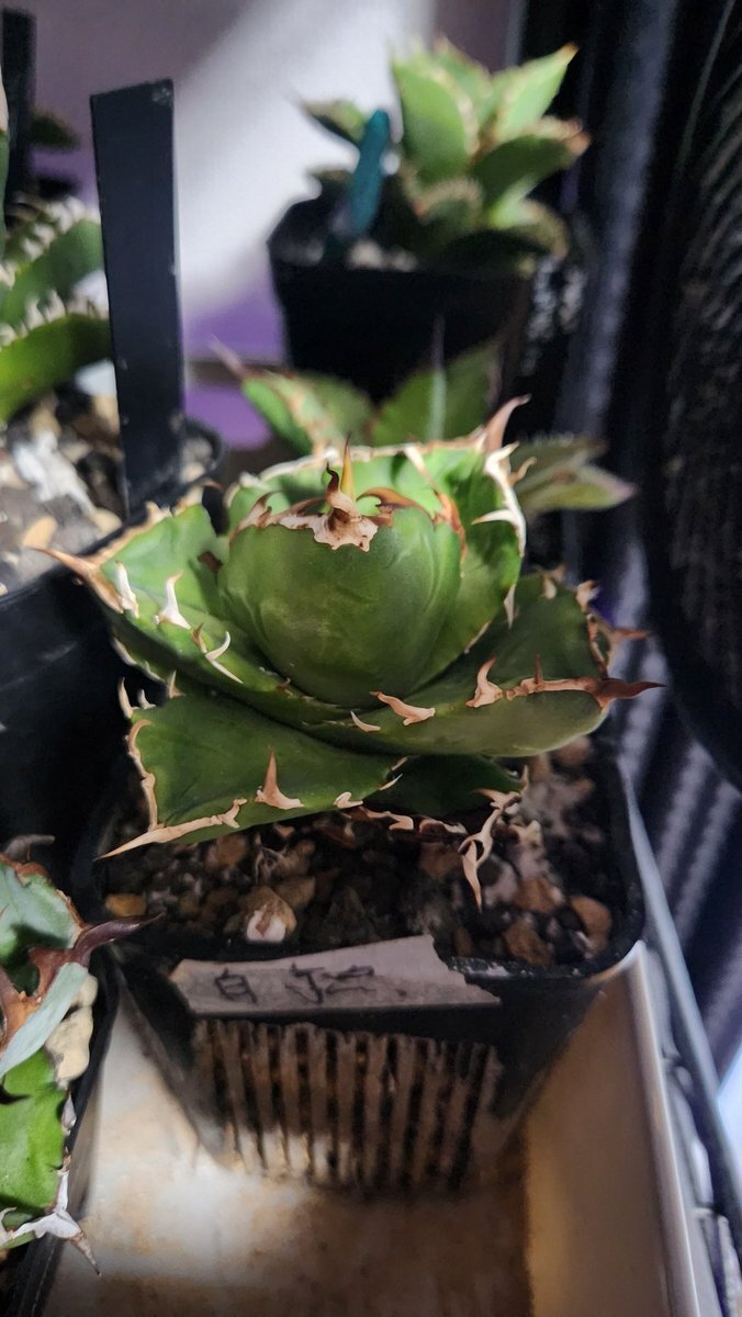 冬至到来！ 柚子湯とカボチャで風邪予防