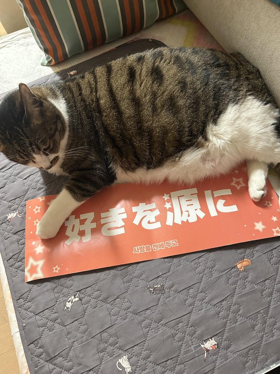 星野源「好きを源に」にファン熱狂！CDTVライブライブで感動の声