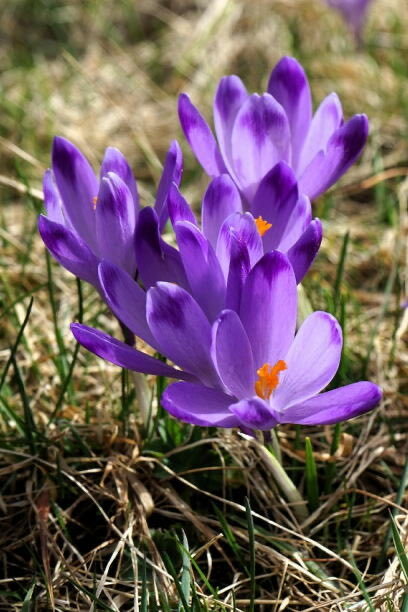 カレー南蛮の日、SNSでカレー南蛮愛が爆発！