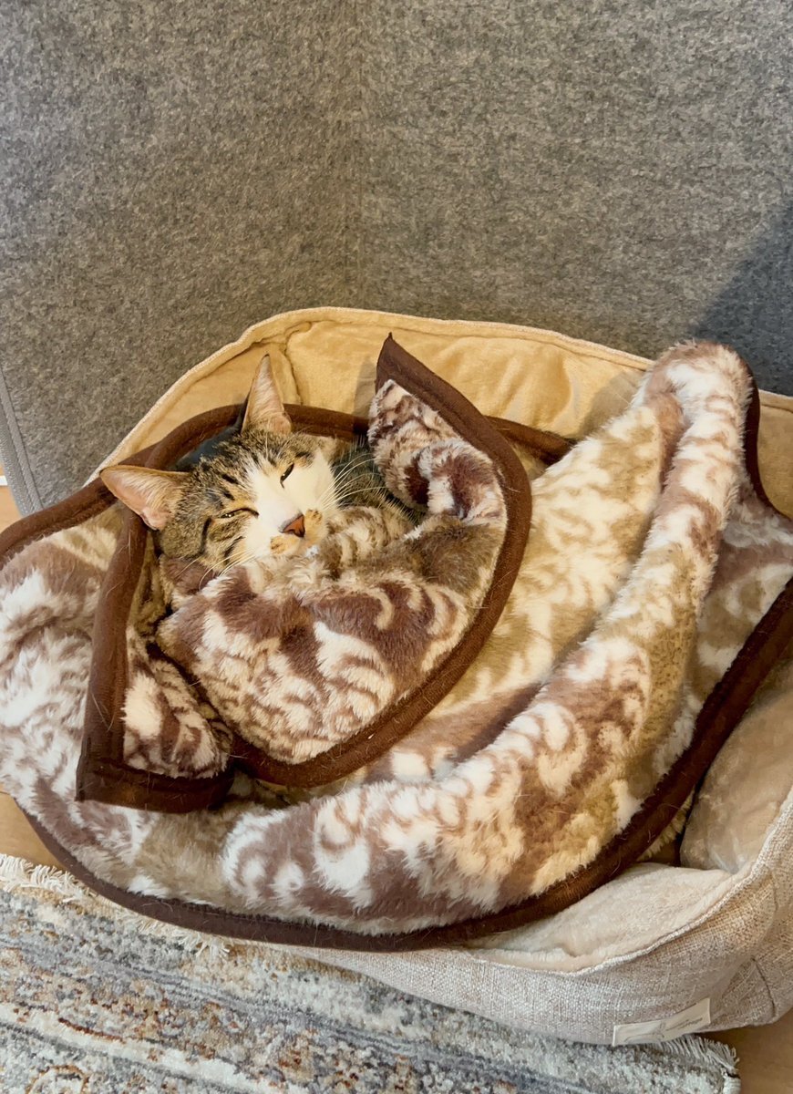 さとみおページ オサジ コンフォータブル ベースコート