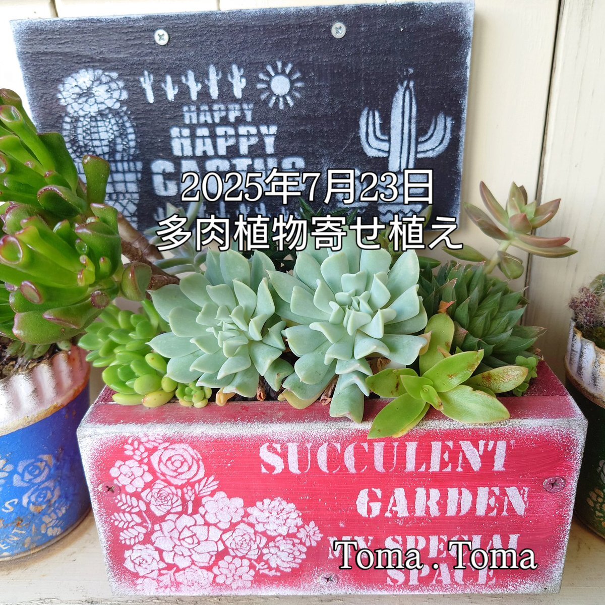多肉植物寄せ植え」のYahoo!リアルタイム検索 - X（旧Twitter