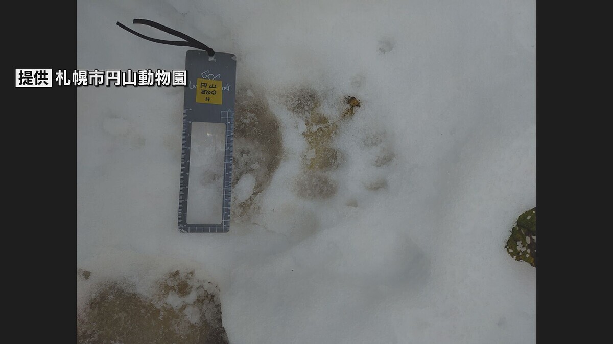 円山動物園、クマの足跡で臨時休園