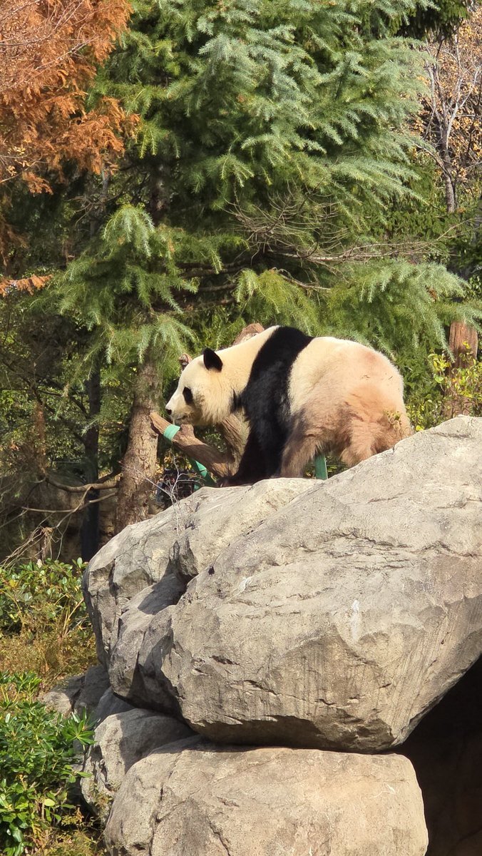 上野動物園 シャオレイ、1月末に中国へ返還へ 