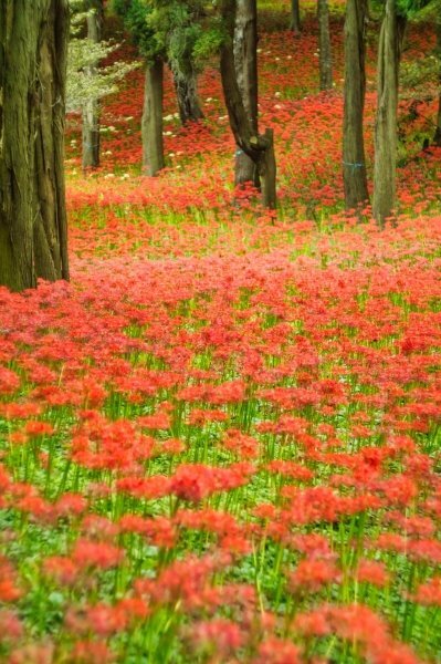 八千代市 彼岸花」のYahoo!リアルタイム検索 - X（旧Twitter）を