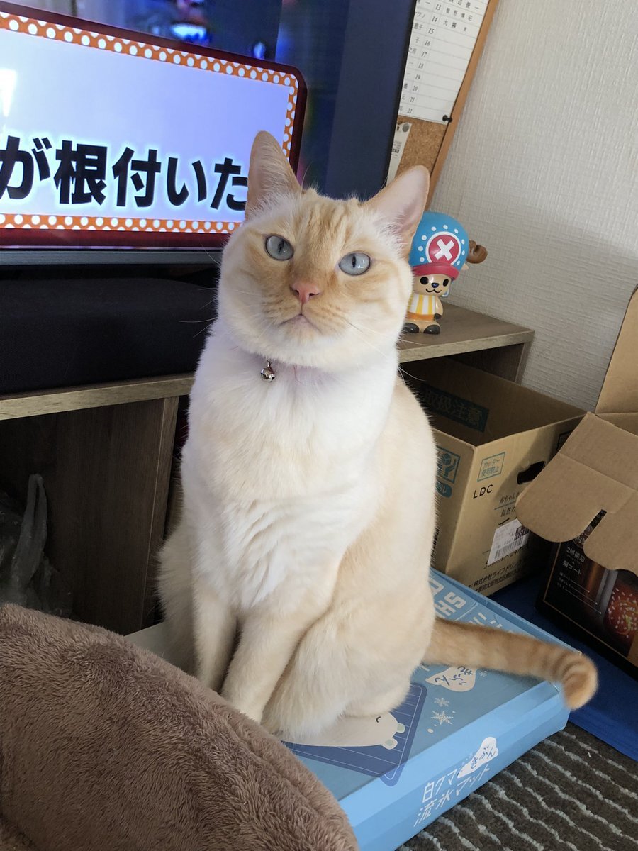 笹猫。 hinata (@nekohinata418) / X