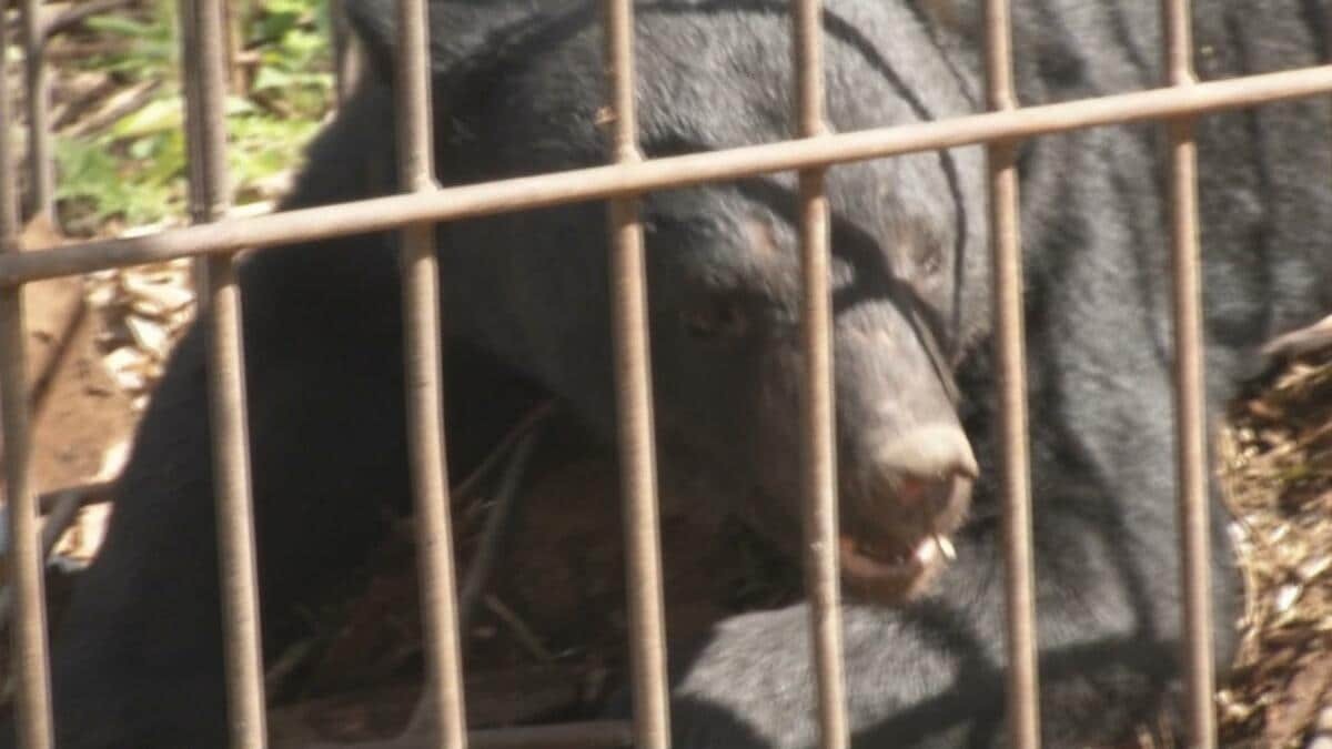 JR新庄駅でクマ出没、新幹線運休