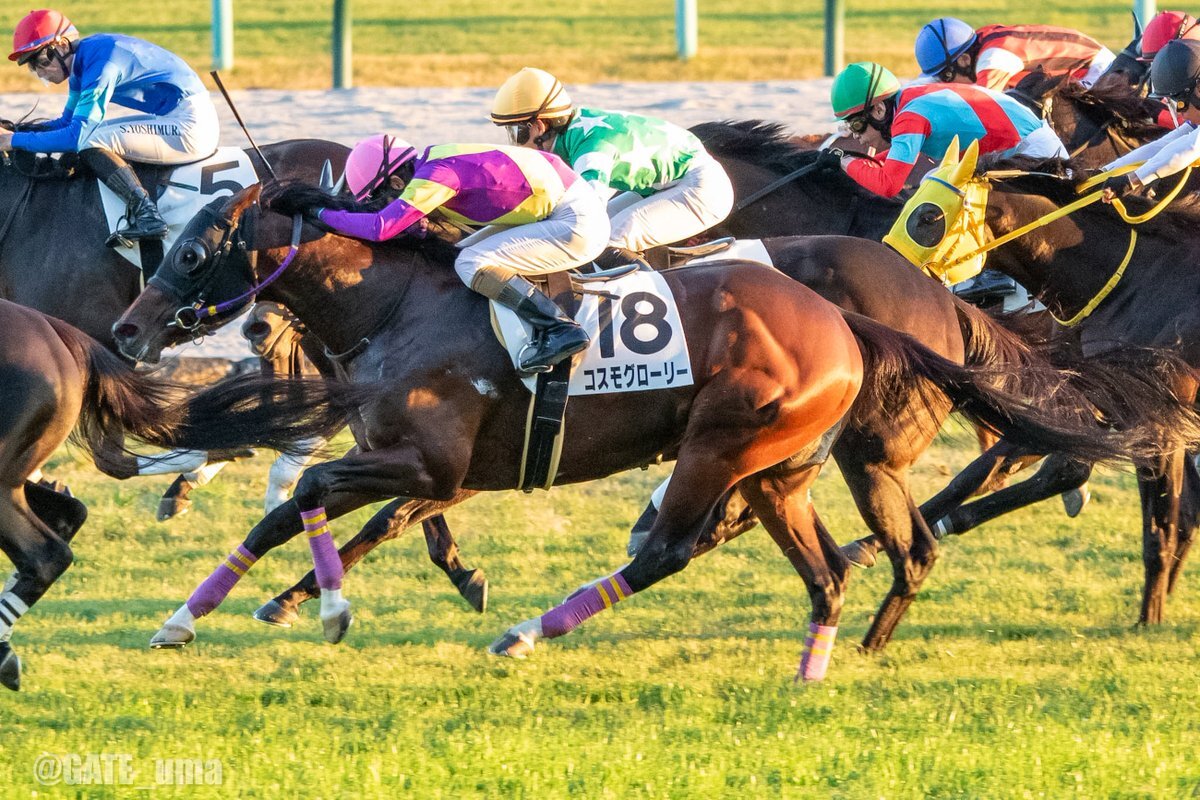 コスモグローリー、京都競馬で好走！ 3着入賞の要因は？