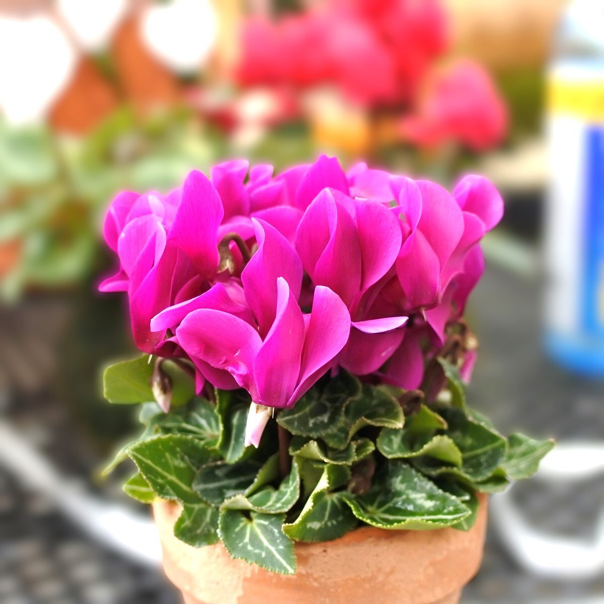 -  ジプコファミリー、小夜子さん、#ちょうどいいラジオなど、11月24日の朝にSNSで挨拶