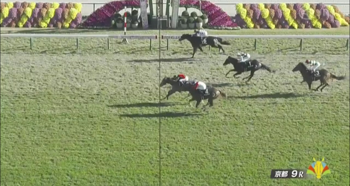 ノチェセラーダが黄菊賞制覇！ 