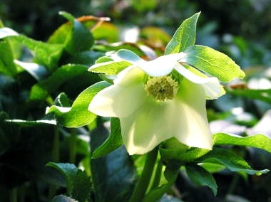 日本人初飛行の日：歴史的瞬間をSNSで振り返る